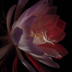 Meet your Posher, Ben